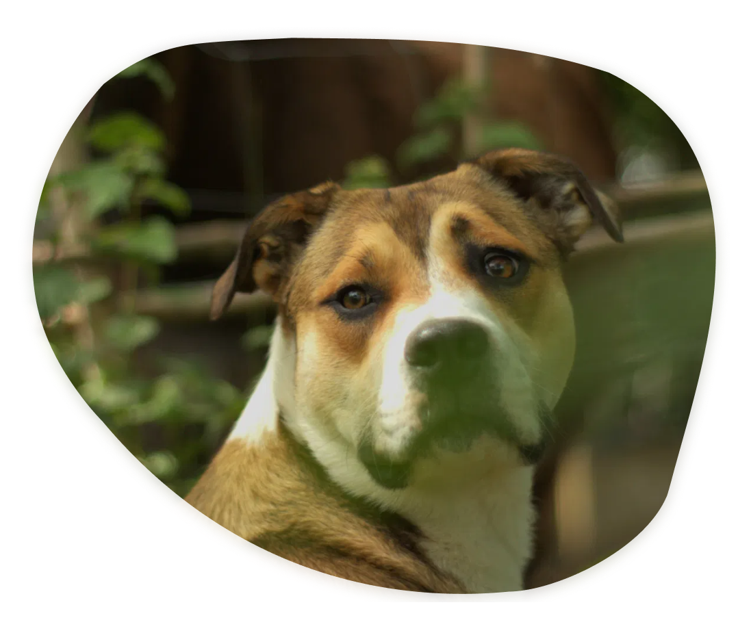 Chien